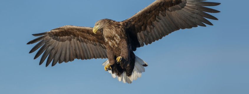 Bird protection system fågelskyddsystem Vogelschutzsystem