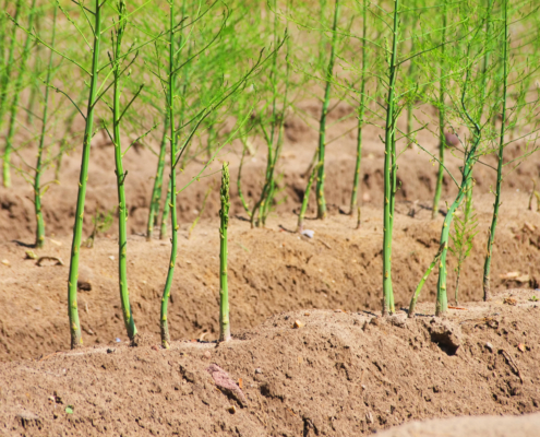 biochar field trial asparagus