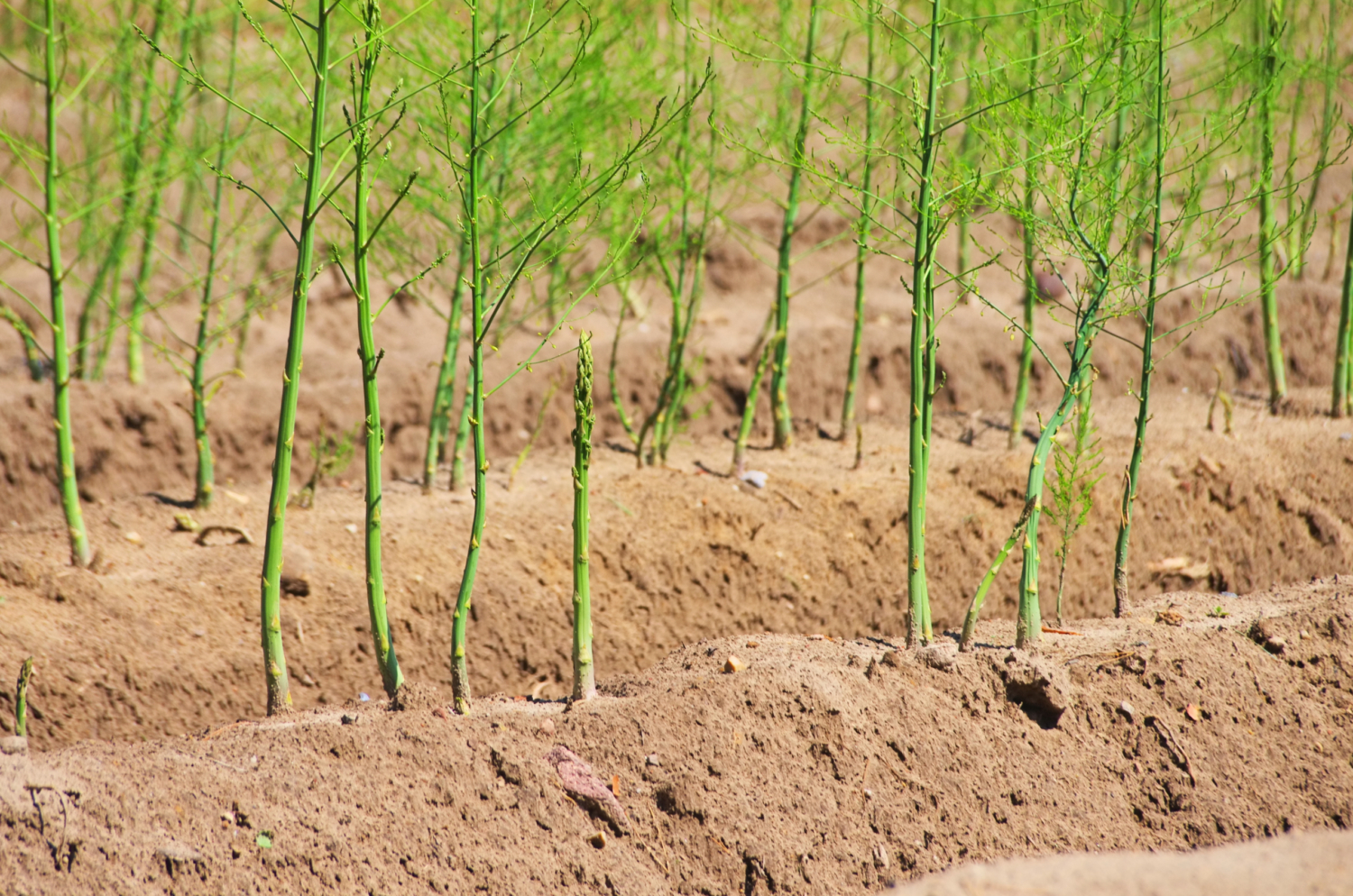 Pflanzenkohle-Feldversuch Landwirtschaft Schweden Spargel