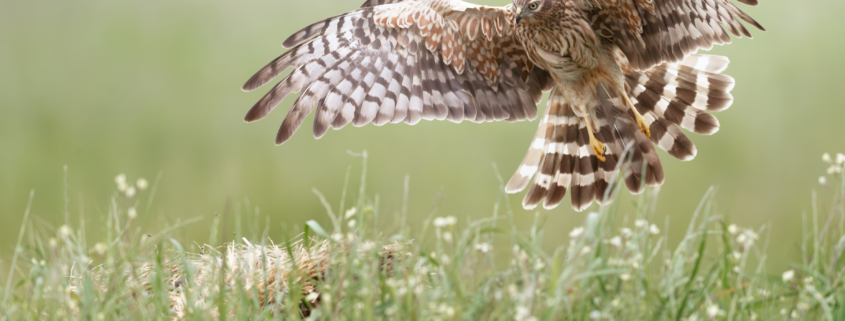 Biologisk mångfald i odlingslandskapet